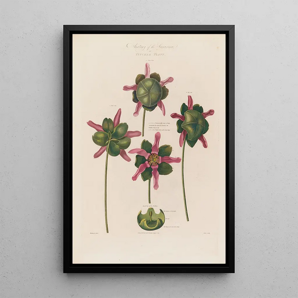 Robert John Thornton - Anatomy of the Sarracenia or Pitcher Plant.webp