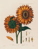 Anatomie du tournesol - Robert John Thornton — vy av konstverket
