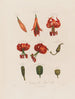 Anatomie du lys superbe - Robert John Thornton — vy av konstverket