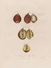 Anatomie de la racine de tulipe - Robert John Thornton — vy av konstverket