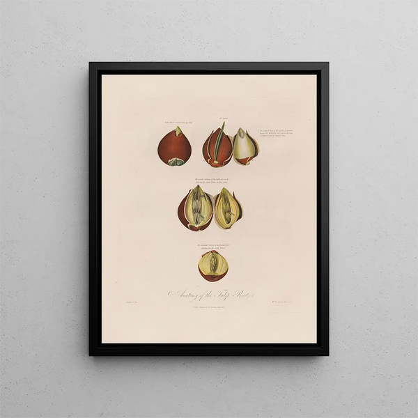 Robert John Thornton - Anatomy of the Tulip Root.webp