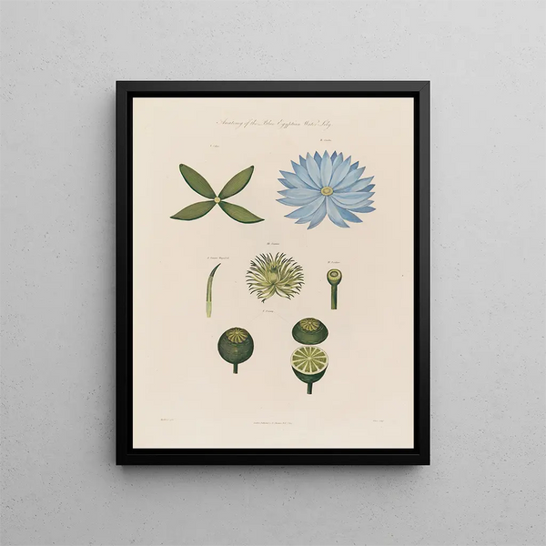 Robert John Thornton - Anatomy of the blue Egyptian WaterLily.webp