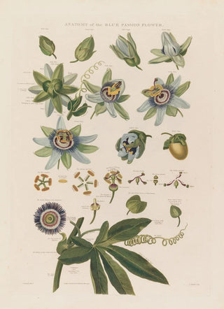 Robert John Thornton - Anatomy of the blue passion flower.webp