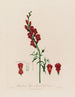 Antirrhinum majus eller stor mun - Robert John Thornton — vy av konstverket