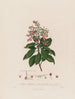 Arbutus andrachne eller orientaliska arbutus - Robert John Thornton — vy av konstverket