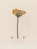 Butomus umbellatus eller Jonc à fleurs - Robert John Thornton — vy av konstverket