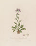 Cardamine pratensis eller ängskål - Robert John Thornton — vy av konstverket