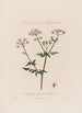 Chaerophyllum Sylvestre eller vild gräslök - Robert John Thornton — vy av konstverket