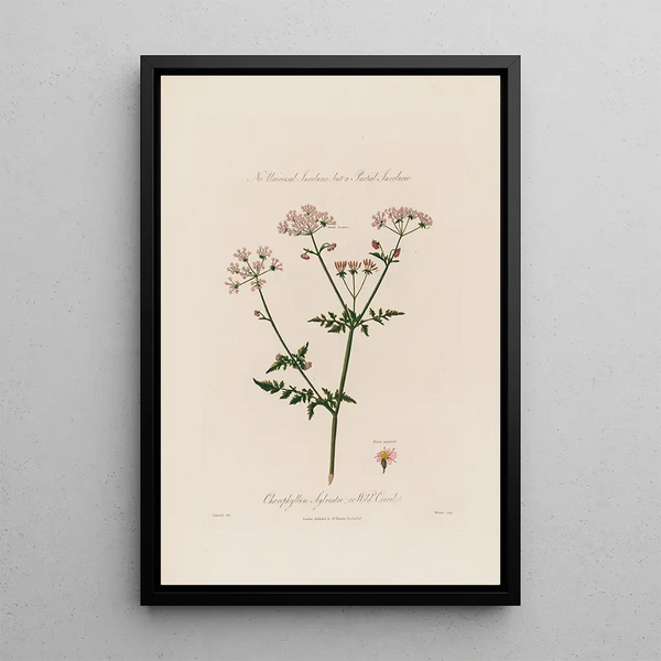 Chaerophyllum Sylvestre eller vild gräslök - Robert John Thornton — inramlat konstverk på väggen