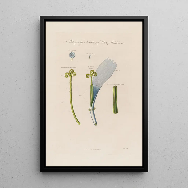 Fleur de chicorée - Robert John Thornton — inramlat konstverk på väggen