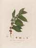 Coffea arabica eller Arabica-kaffeplantan - Robert John Thornton — vy av konstverket