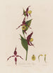 Cypripedium Sabot de Vénus - Robert John Thornton — vy av konstverket