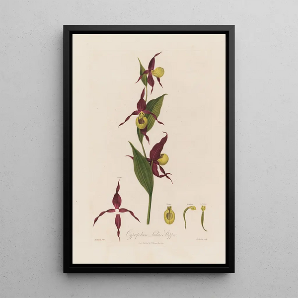 Cypripedium Sabot de Vénus - Robert John Thornton — inramlat konstverk på väggen