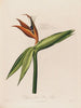 Dissection de la fleur reine - Robert John Thornton — vy av konstverket