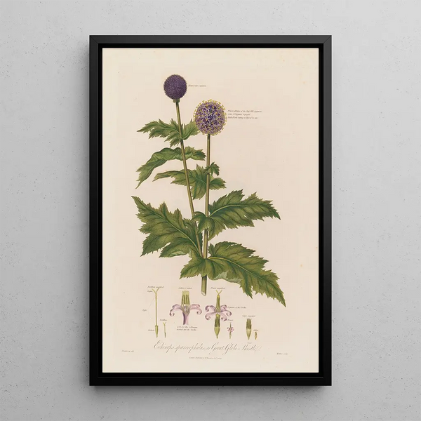 Echinops sphaerocephalus eller Blå bollklocka - Robert John Thornton — inramlat konstverk på väggen