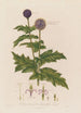 Echinops sphaerocephalus eller Blå bollklocka - Robert John Thornton — vy av konstverket