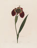 Ferraria tigris - Robert John Thornton — vy av konstverket