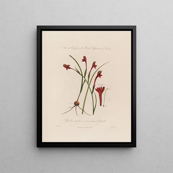 Glaïeul à feuilles étroites eller à Feuilles étroites - Robert John Thornton — inramlat konstverk på väggen