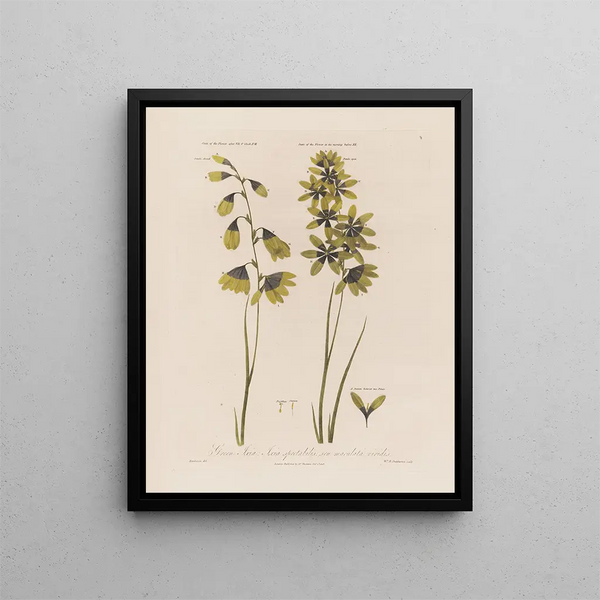 Robert John Thornton - Green Ixia Ixia spectabilis seu maculata viridis.webp