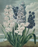 Jacinthes - Robert John Thornton — vy av konstverket