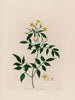 Jasminum le Jasmin - Robert John Thornton — vy av konstverket