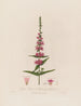 Lythrum salicaria eller epilobium med lila blommor - Robert John Thornton — vy av konstverket