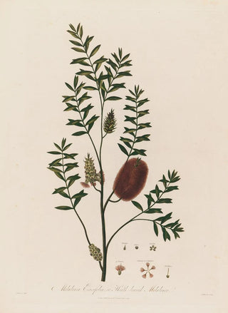 Robert John Thornton - Melaleuca Ericifolia or Heathleaved Melaleuca.webp