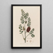 Melaleuca ericifolia eller Melaleuca med bärnstenblad - Robert John Thornton — inramlat konstverk på väggen