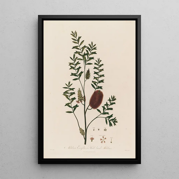 Melaleuca ericifolia eller Melaleuca med bärnstenblad - Robert John Thornton — inramlat konstverk på väggen