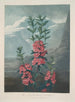 Kalmia à feuilles étroites - Robert John Thornton — vy av konstverket