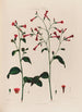 Nicotiana Tabac - Robert John Thornton — vy av konstverket