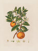 Orange - Robert John Thornton — vy av konstverket