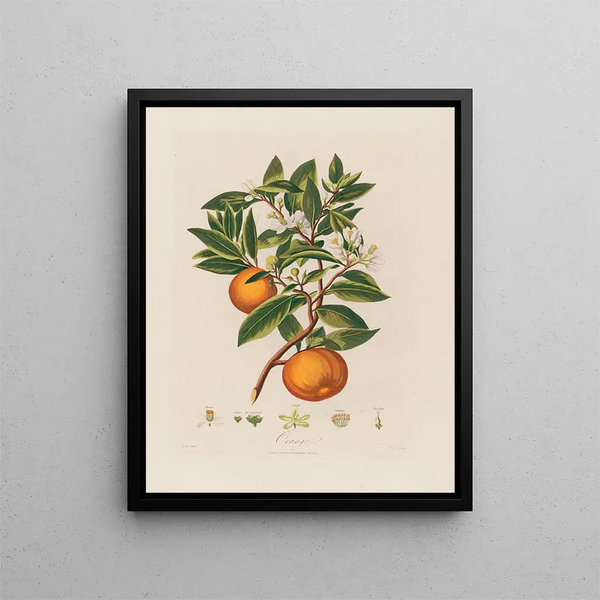 Orange - Robert John Thornton — inramlat konstverk på väggen