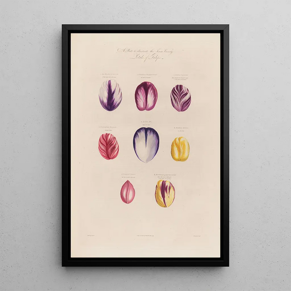 Pétales de tulipes - Robert John Thornton — inramlat konstverk på väggen