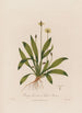 Plantago lanceolata eller Plantain lanceolée - Robert John Thornton — vy av konstverket