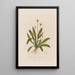 Plantago lanceolata eller Plantain lanceolée - Robert John Thornton — inramlat konstverk på väggen