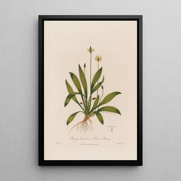 Plantago lanceolata eller Plantain lanceolée - Robert John Thornton — inramlat konstverk på väggen