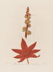 Ricinus communis eller Palma Christi commun - Robert John Thornton — vy av konstverket