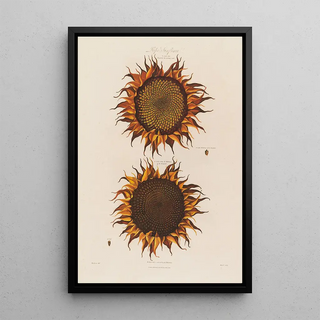 Robert John Thornton - Ripe Sunflower.webp