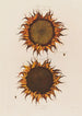 Solros mogen - Robert John Thornton — vy av konstverket
