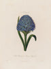 Scilla peruviana eller peruansk hyacint - Robert John Thornton — vy av konstverket