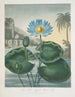 Le nénuphar bleu égyptien - Robert John Thornton — vy av konstverket