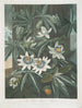 La Fleur de la passion bleue - Robert John Thornton — vy av konstverket