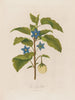 L'Aubergine - Robert John Thornton — vy av konstverket