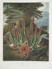 Le Stapelia porteur d'asticots - Robert John Thornton — vy av konstverket
