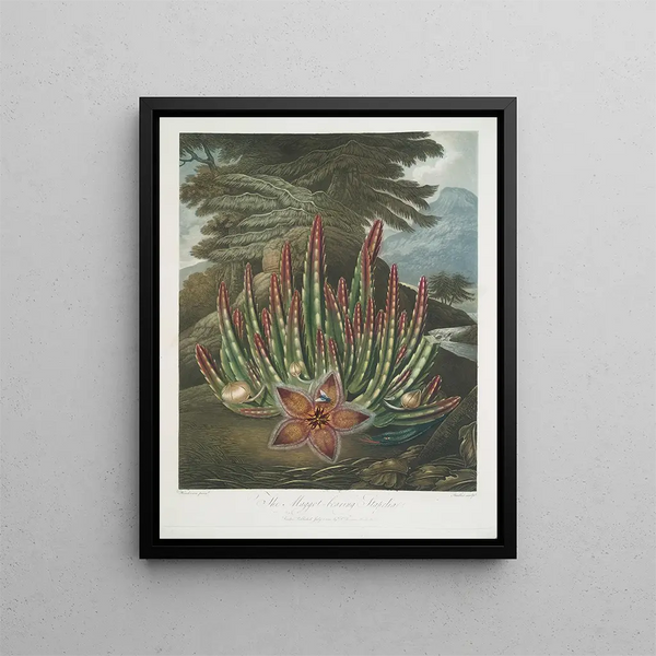 Le Stapelia porteur d'asticots - Robert John Thornton — inramlat konstverk på väggen