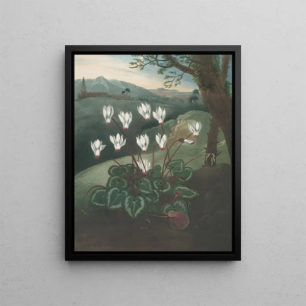 Le Cyclamen de Perse - Robert John Thornton — inramlat konstverk på väggen