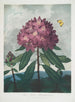 Le Rhododendron pontique - Robert John Thornton — vy av konstverket
