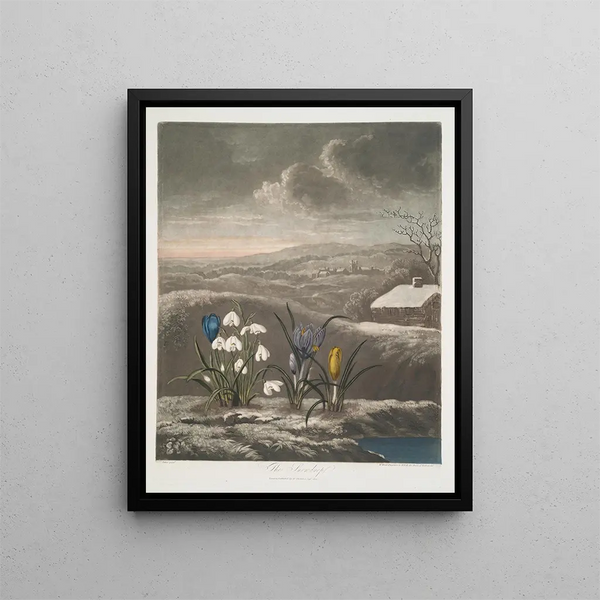 Le Perce-neige - Robert John Thornton — inramlat konstverk på väggen