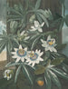 La Passiflore bleue - Robert John Thornton — vy av konstverket
